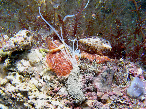 Eupolymnia crassicornis